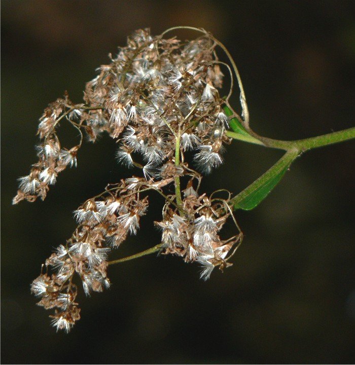 Adenostyles alpina2.jpg