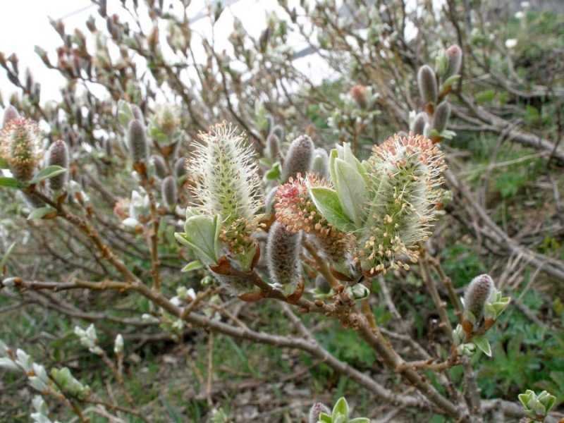Salix glaucosericea (665320)
