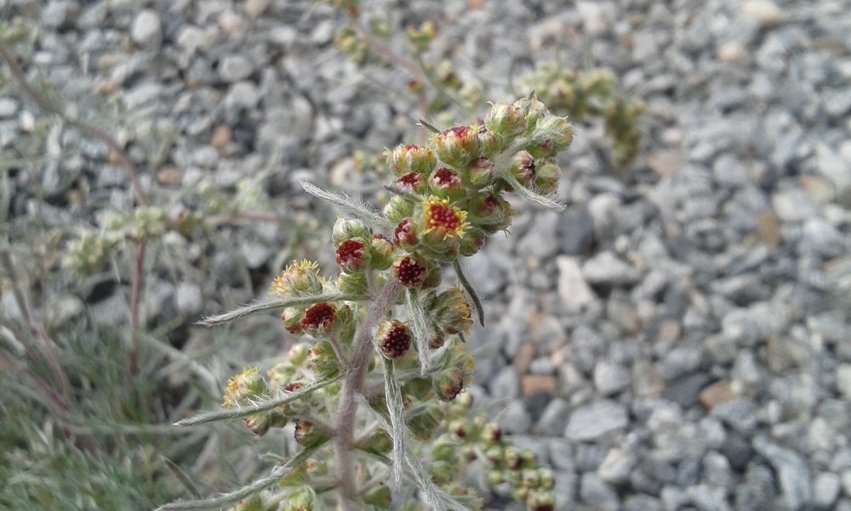 Artemisia campestris subsp. borealis (Pall.) H.M. Hall & Clem. (a).jpg