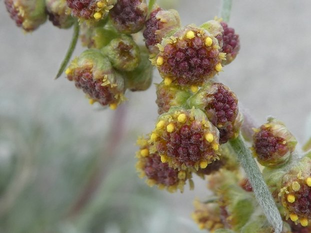 Artemisia campestris subsp. borealis (Pall.) H.M. Hall & Clem. (b).JPG