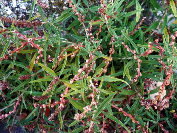 Amaranthus-muricatus-(Moq.).jpg