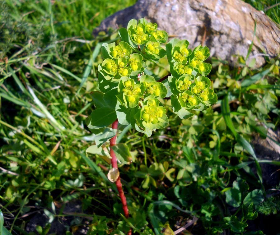 Euphorbia-helioscopia-L..jpg