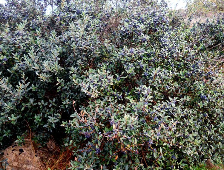 Phillyrea-latifolia-L..jpg