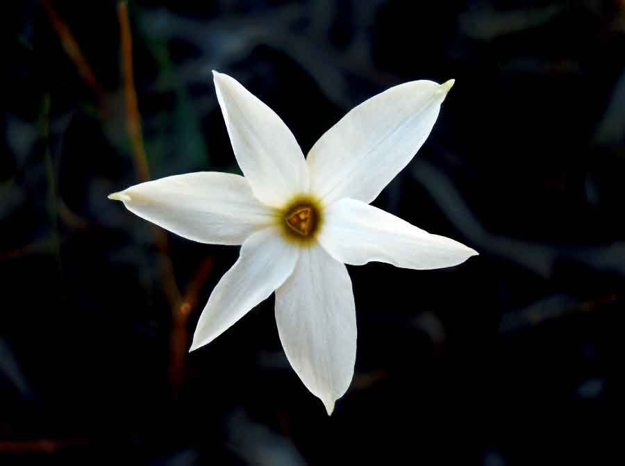 Narcissus obsoletus (Haw.) Steud..jpg