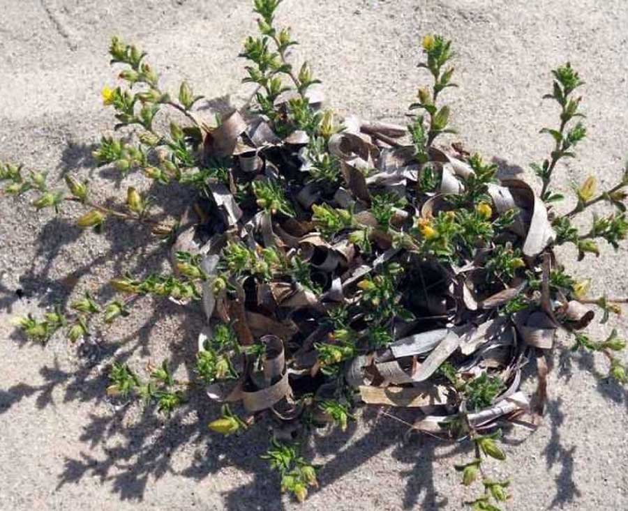 Ononis-variegata-L-.jpg
