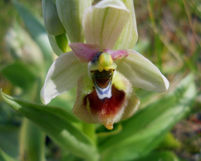 Ophrys-tenthredinifera-Will (copy).jpg