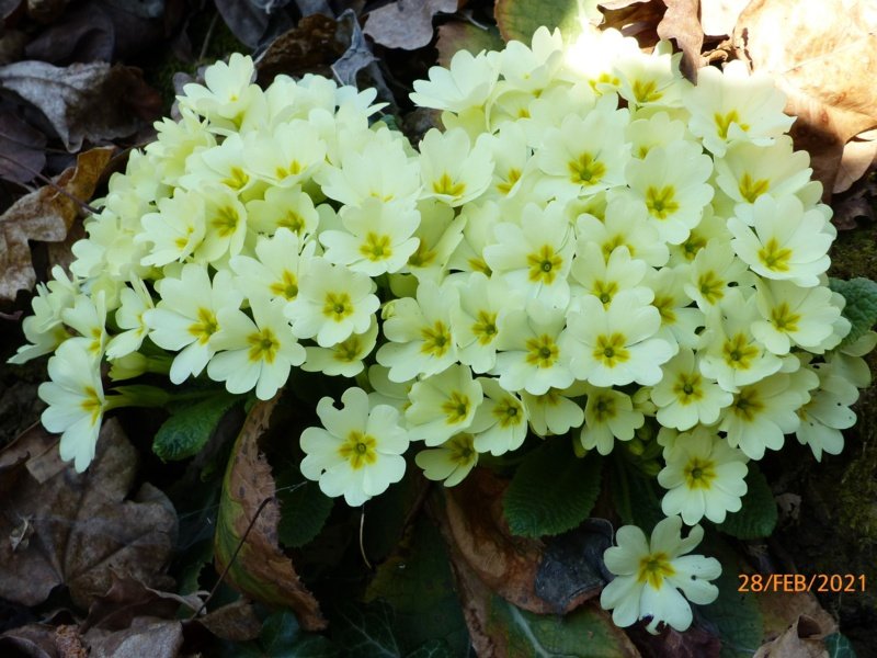 03-Primula vulgaris Huds._800x600.jpg