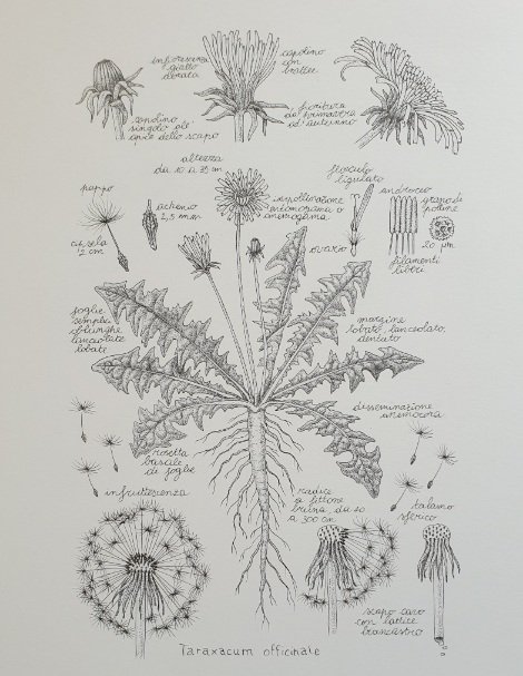 Illustrazioni botaniche Taraxacum officinale