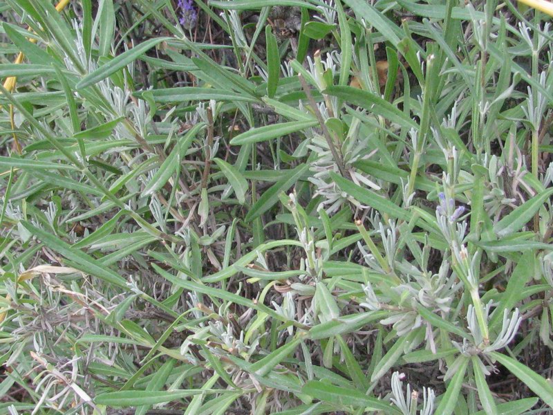 Lavandula_angustifolia_2.jpg