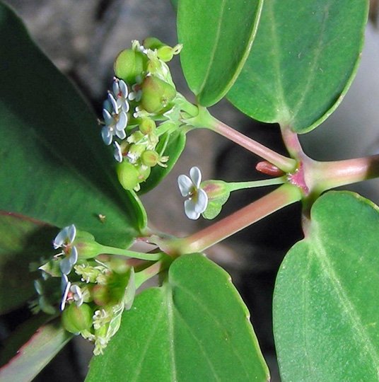 Euphorbia hypericifolia (2).jpg