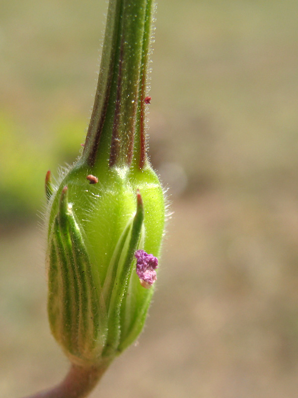 Erodium alpinum  L'Hér
