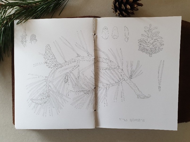 Illustrazione botanica Pinus sylvestris