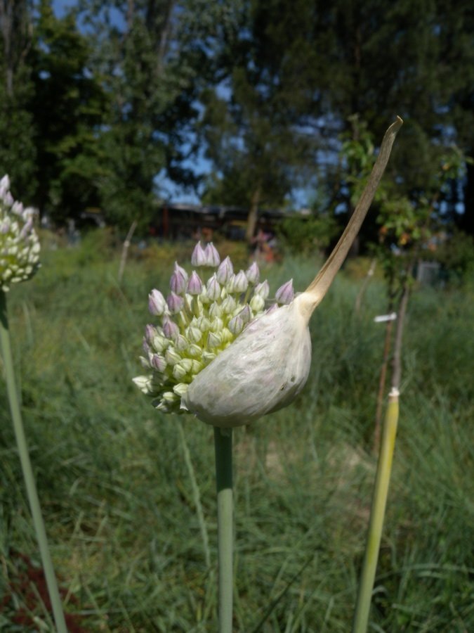 Allium_ampeloprasum1.JPG