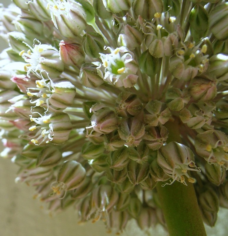 Allium_ampeloprasum4.jpg