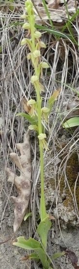Orchis anthropophora (L.) All. 09-05-2021 Lago Boccafornace Valfornace (1).JPG
