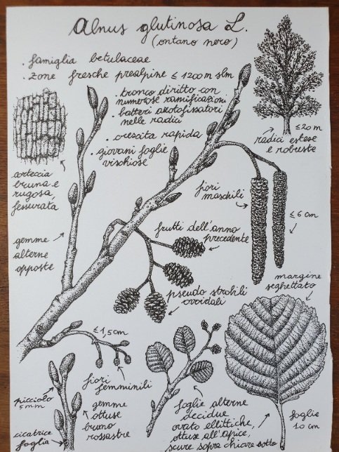 Alnus glutinosa L., Marcella Sciolla