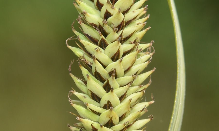 Carex cfr acutiformis 20210523m196.jpg