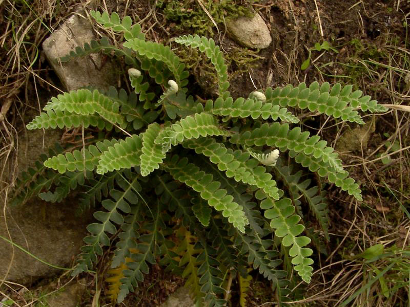 Ceterach Officinarum Willd s.l..jpg