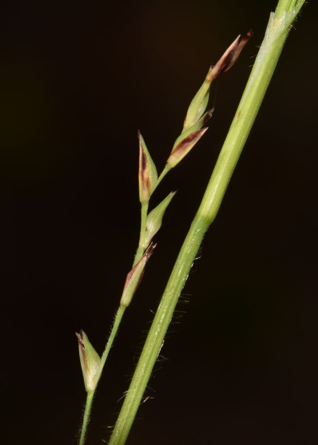 Carex cfr pilosa 20210528-121.jpg