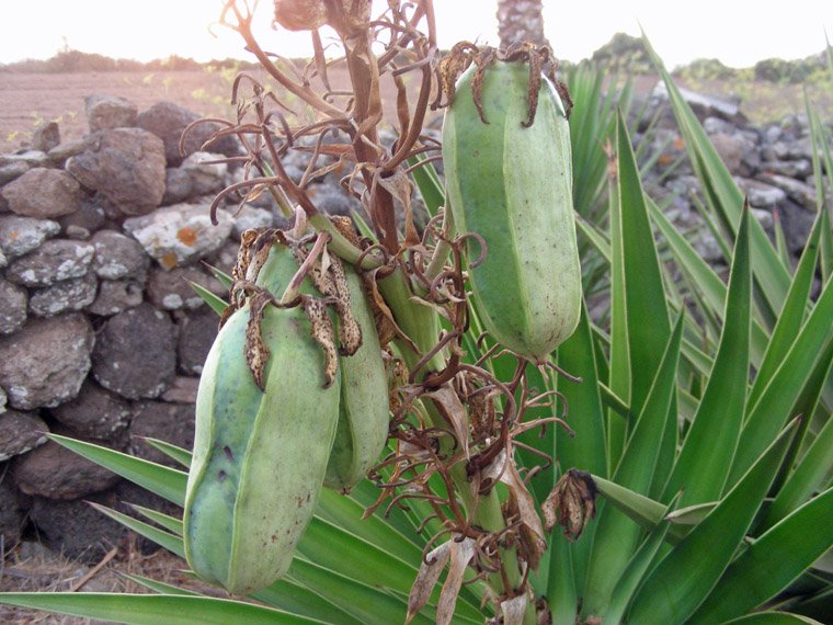 Yucca aloifolia (2).JPG