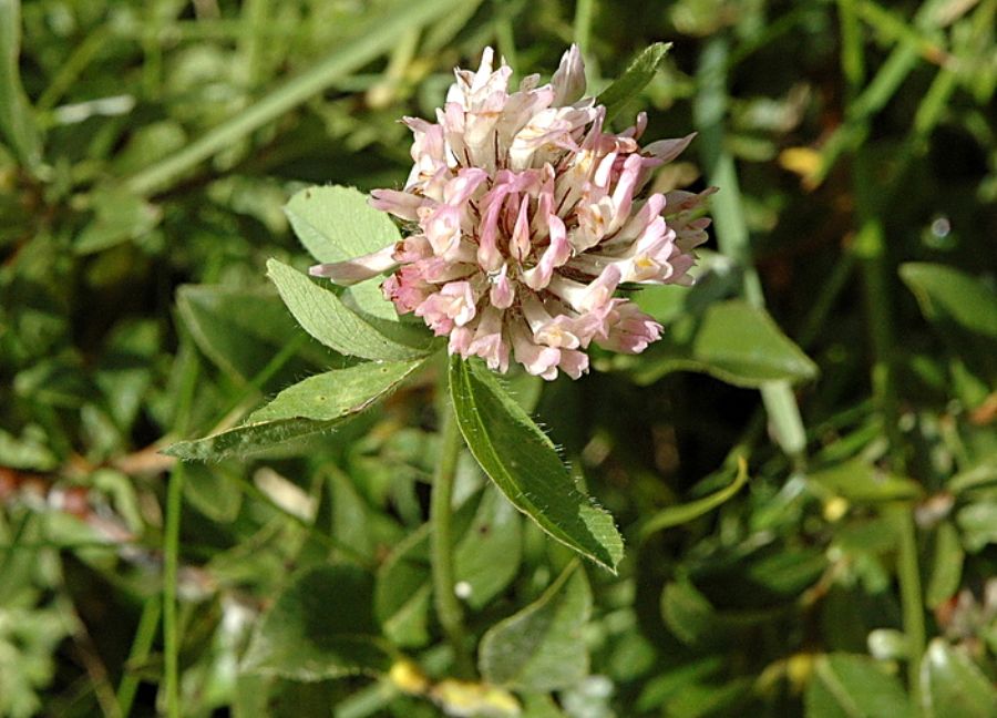 Trifolium pratense subsp. nivale