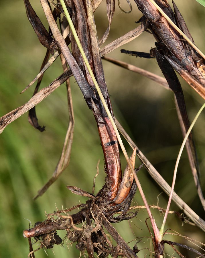 Carex cfr acutiformis 20210614-021.jpg