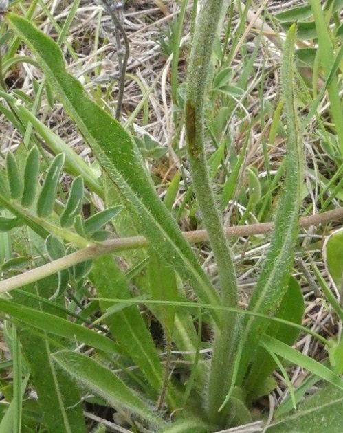 Pilosella cymosa subsp. sabina (Sebast.) H.P. Fuchs 2021-06-02 Ragnolo Bolognola (4).JPG