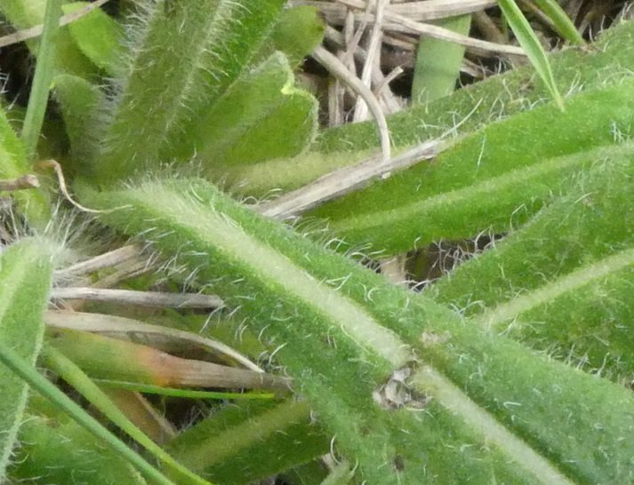 Pilosella cymosa subsp. sabina (Sebast.) H.P. Fuchs 2021-06-02 Ragnolo Bolognola (20).JPG