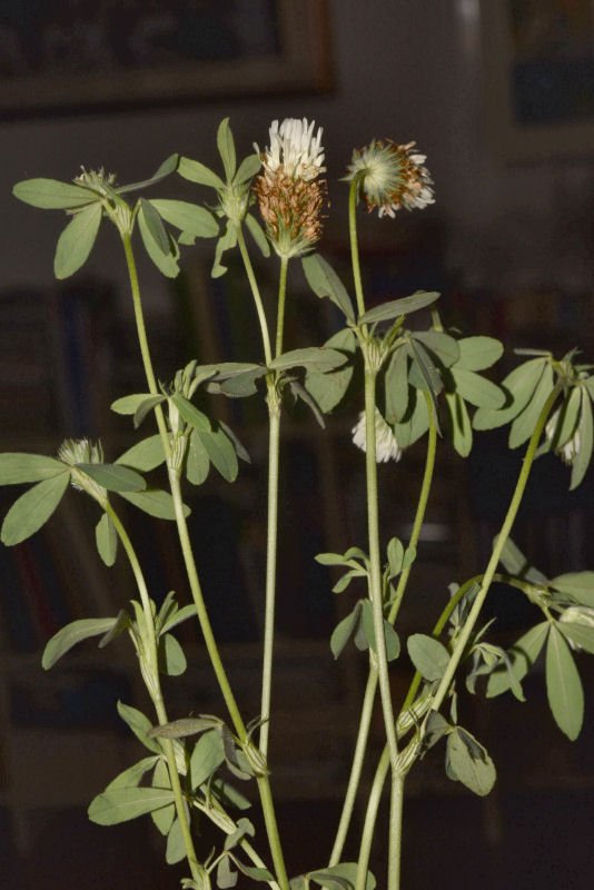 Trifolium 20210625-488Trifolium cfr alexandrinum.jpg