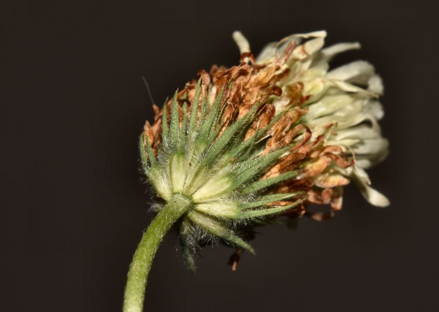 Trifolium 20210625-523.jpg
