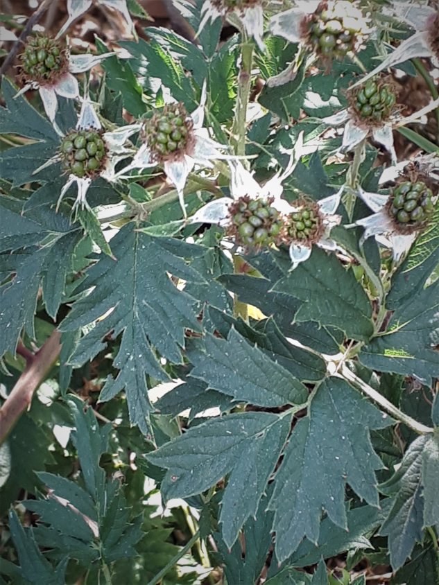 Rubus laciniatus 4.jpg