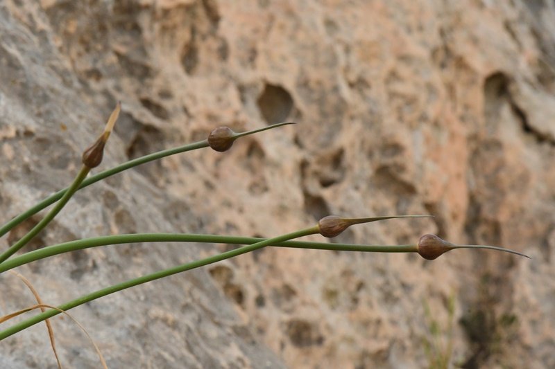 Allium sp Cagliari 202104 (2).JPG