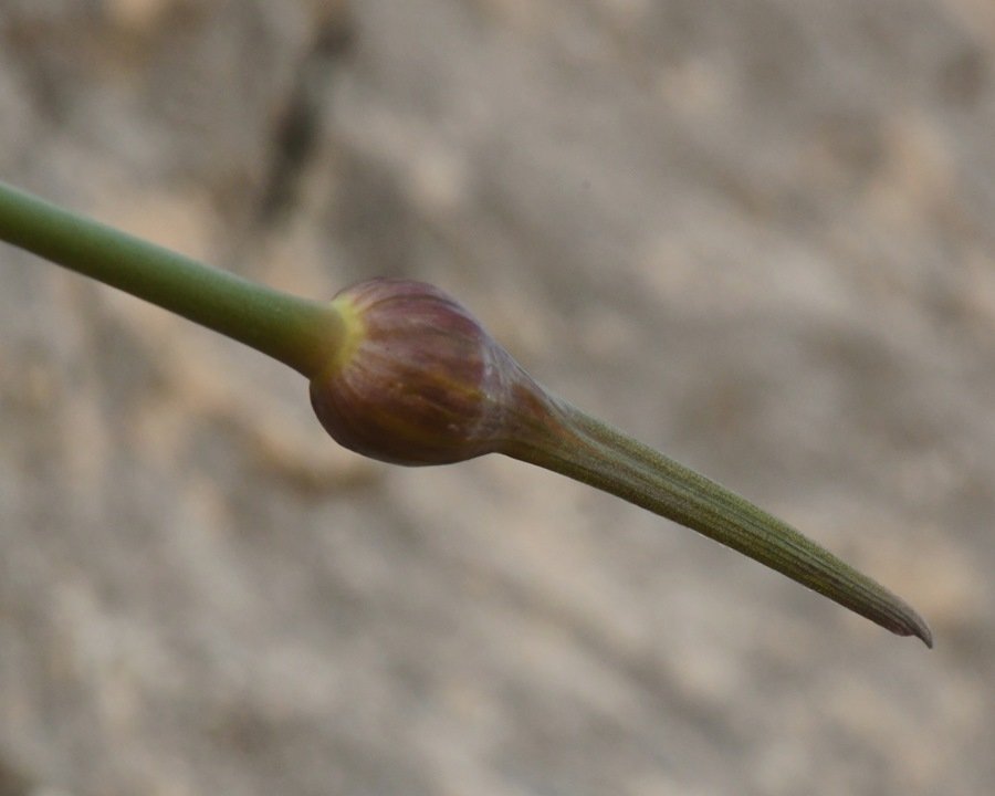 Allium sp Cagliari 202104 (3).JPG