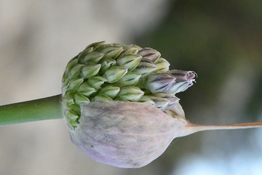 Allium sp Cagliari 202105 (6).JPG