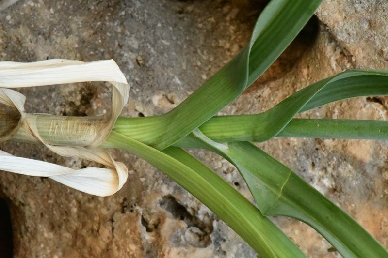 Allium sp Cagliari 202105 (10).JPG