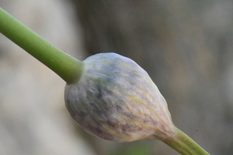 Allium sp Cagliari 202105 (11).JPG