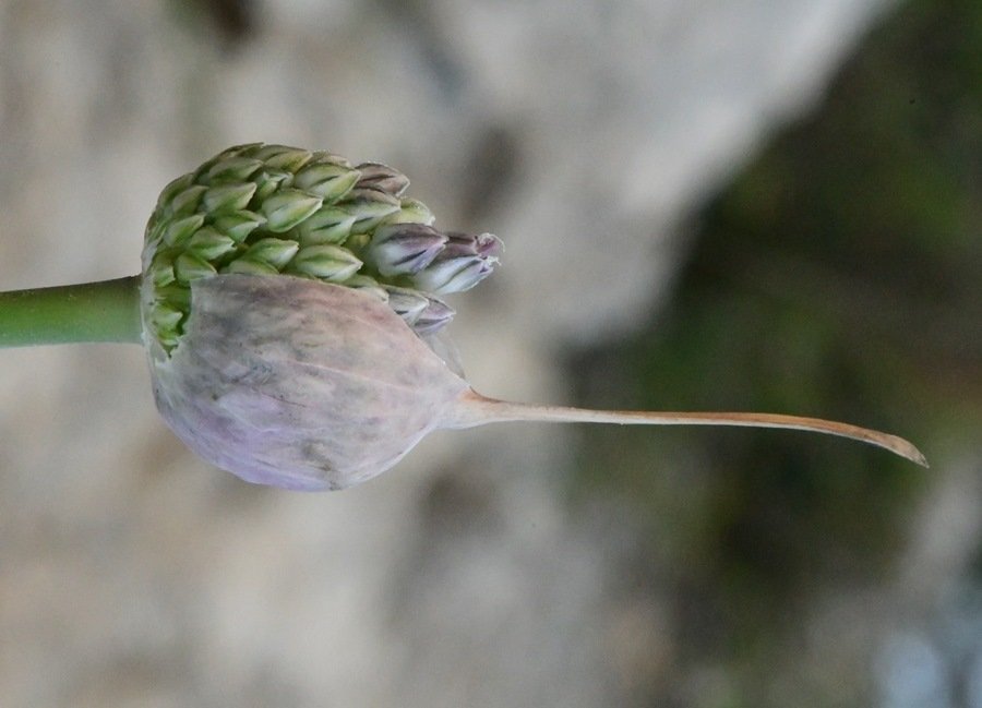 Allium sp Cagliari 202105 (13).JPG