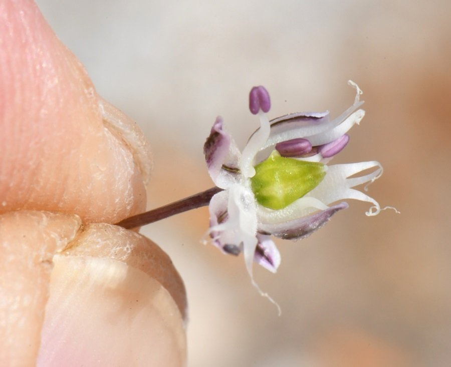 Allium sp Cagliari 202105 (19).JPG