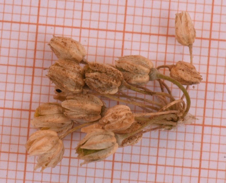 Allium sp Cagliari 202107 (20).JPG