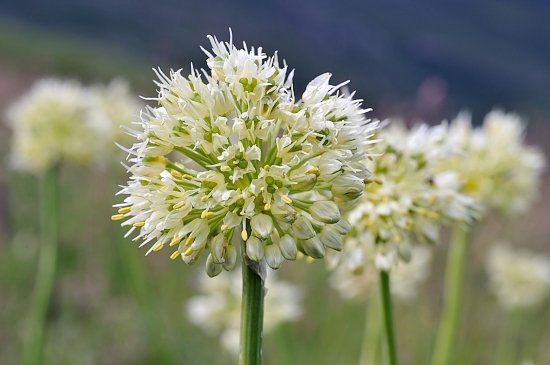 024- Allium victorialis .JPG
