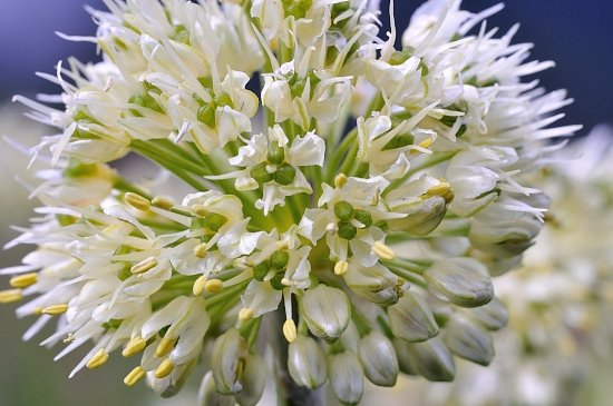 026- Allium victorialis .JPG