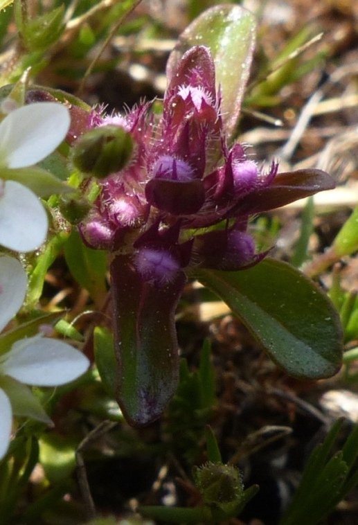 Thymus praecox subsp. polytrichus (A. Kern ex Borbás) Jalas.JPG