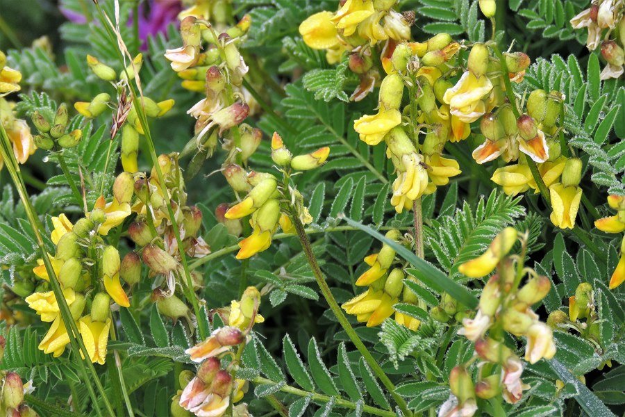 Astragalus penduliflorus (686707)