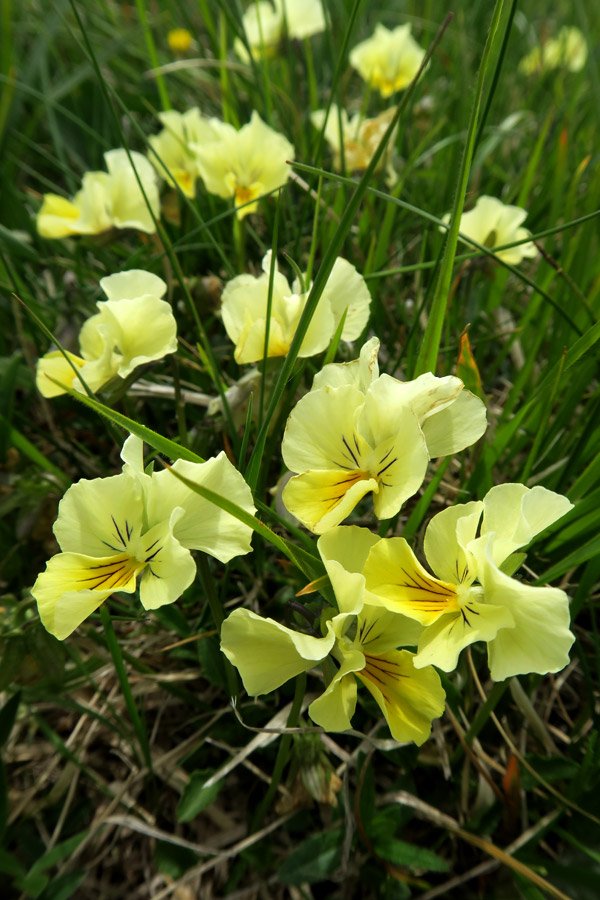 Viola di Eugenia gialla (Viola eugeniae)