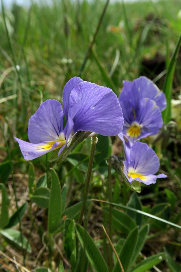 Viola di Eugenia azzurra (Viola eugeniae)