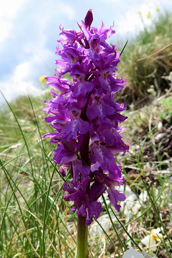 Orchide maschia (Orchis mascula)