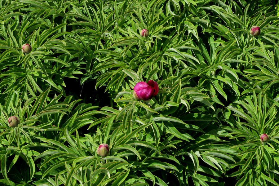 Peonia selvatica (Paeonia officinalis)