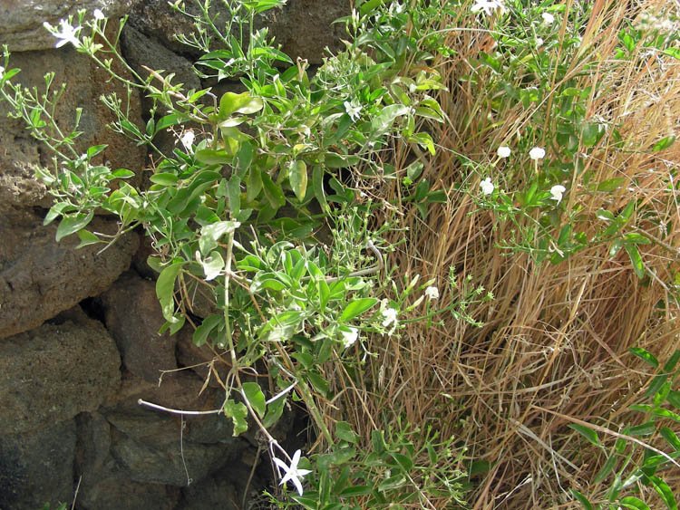 Jasminum azoricum (2).JPG