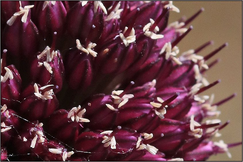 Allium sphaerocephalon con stami chiari (particolare)