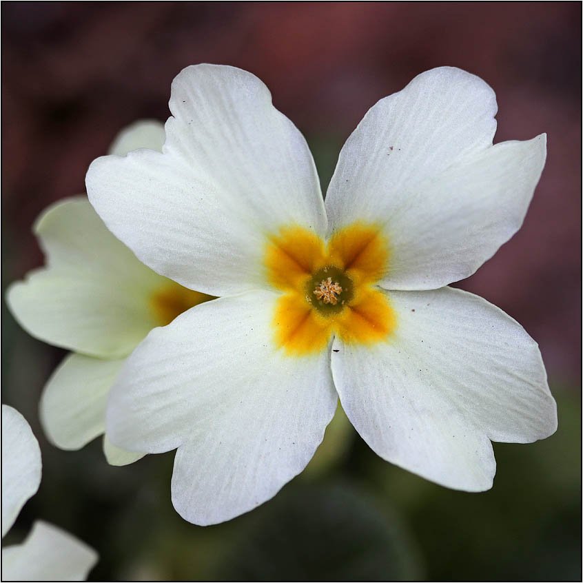 Primula vulgaris a 4 petali